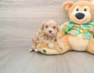 8 week old Maltipoo Puppy For Sale - Premier Pups