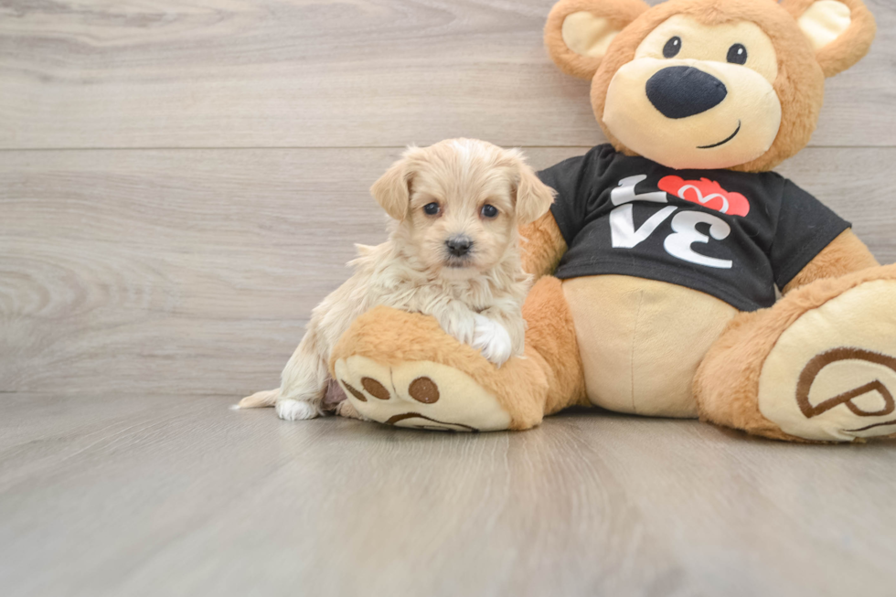 Hypoallergenic Moodle Poodle Mix Puppy