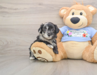 8 week old Maltipoo Puppy For Sale - Premier Pups