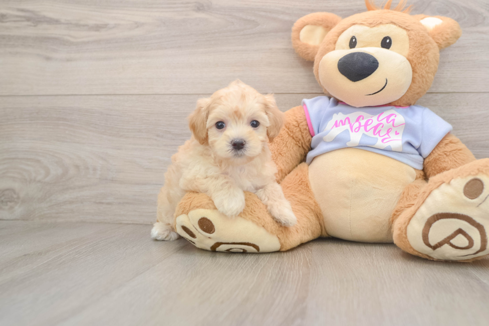 Funny Maltipoo Poodle Mix Pup