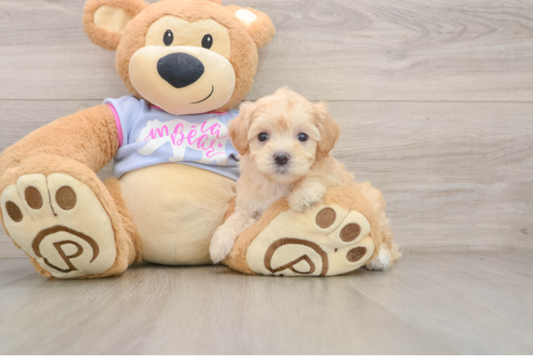Best Maltipoo Baby