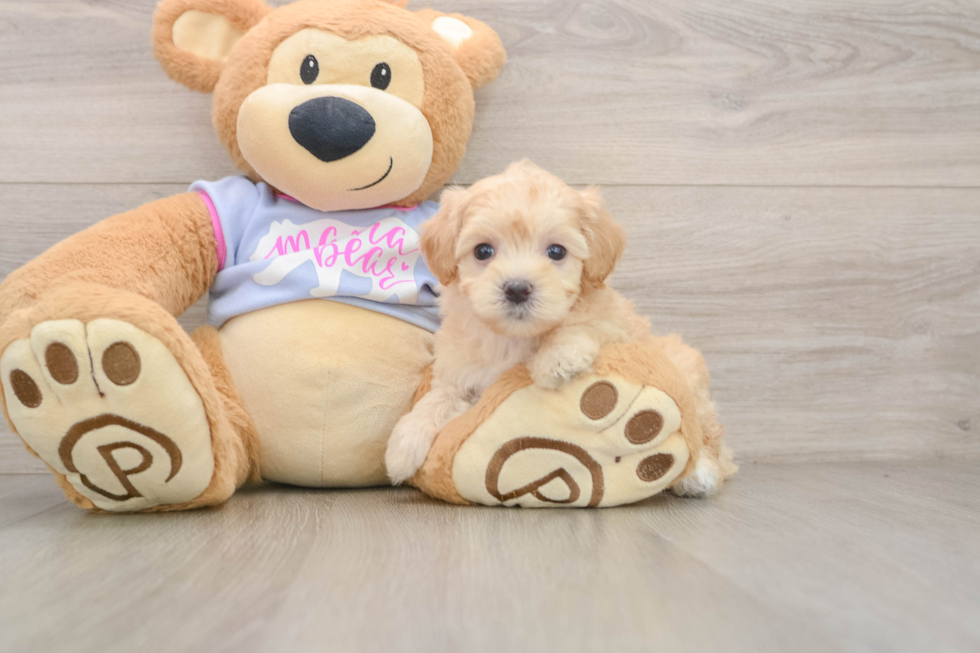 Best Maltipoo Baby