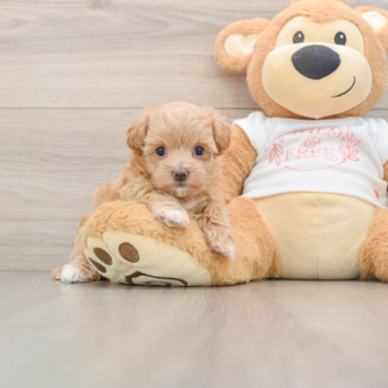 Sweet Maltipoo Baby