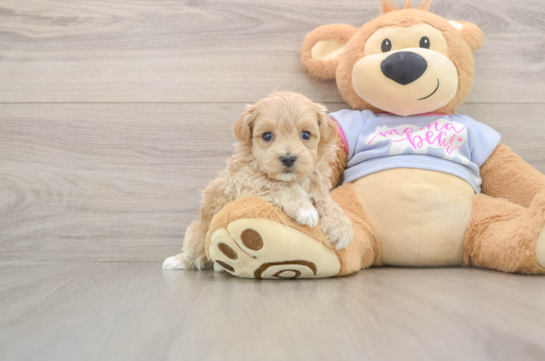 Maltipoo Puppy for Adoption
