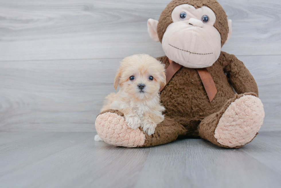 Petite Maltipoo Poodle Mix Pup