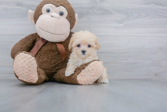 Maltipoo Puppy for Adoption