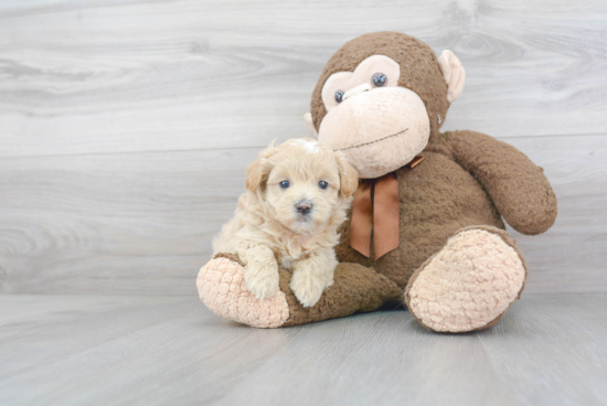 Playful Maltepoo Poodle Mix Puppy