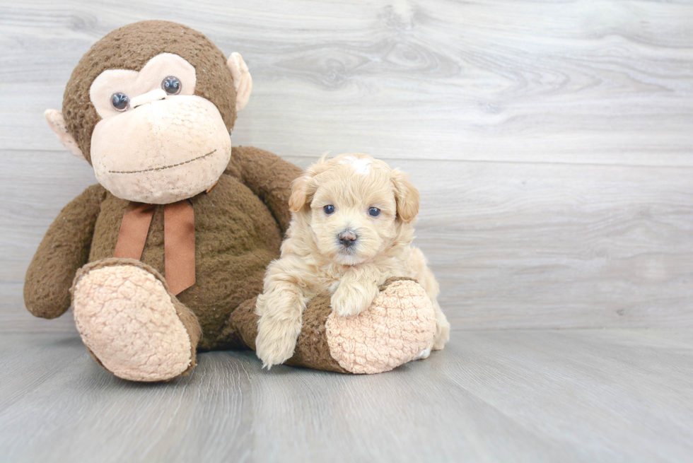 Cute Maltipoo Baby