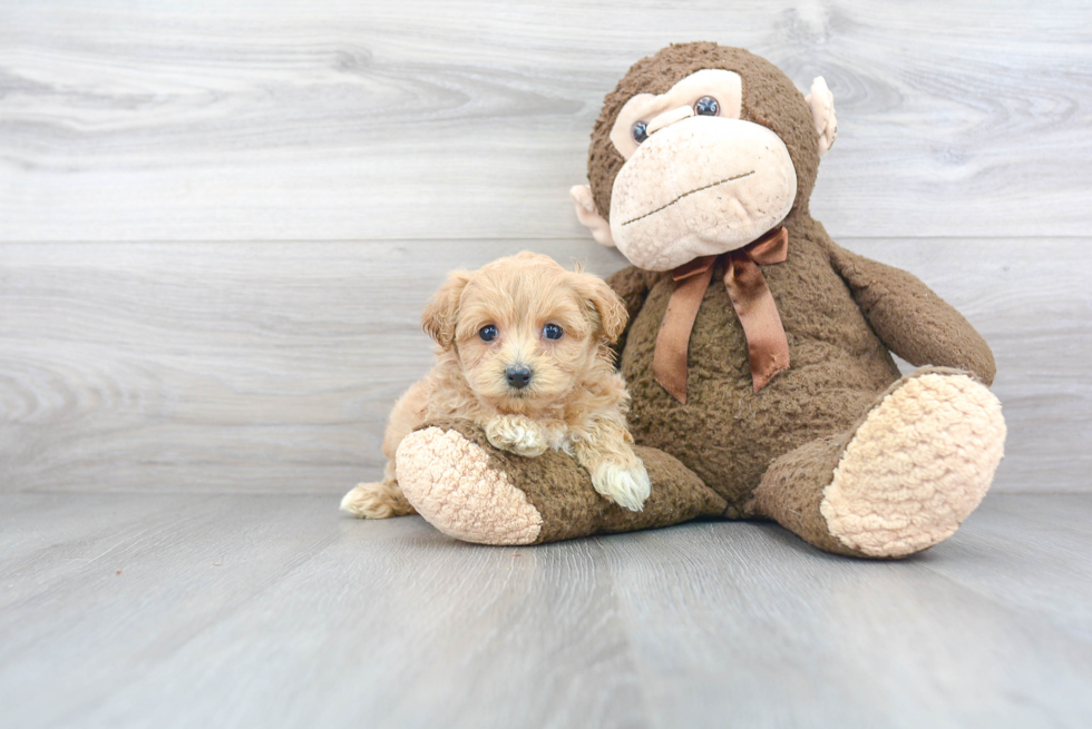 Best Maltipoo Baby