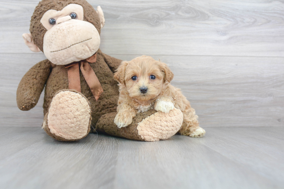 Petite Maltipoo Poodle Mix Pup