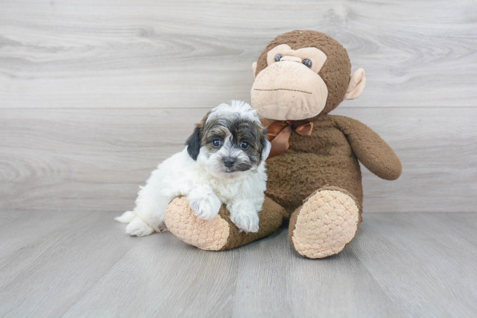 Friendly Maltipoo Baby