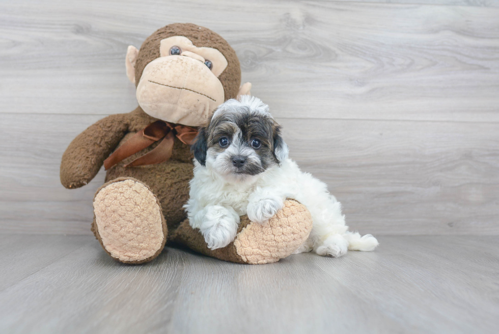 Happy Maltipoo Baby