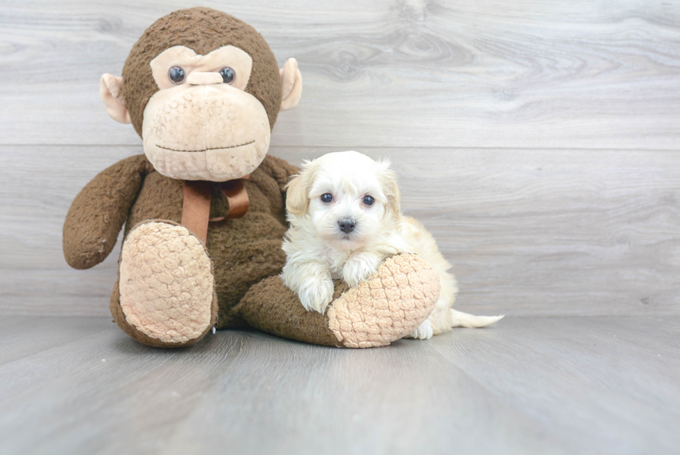 Best Maltipoo Baby