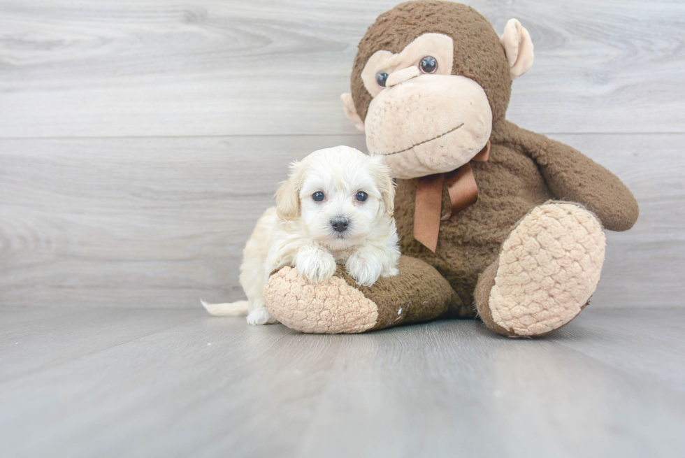 Adorable Maltepoo Poodle Mix Puppy