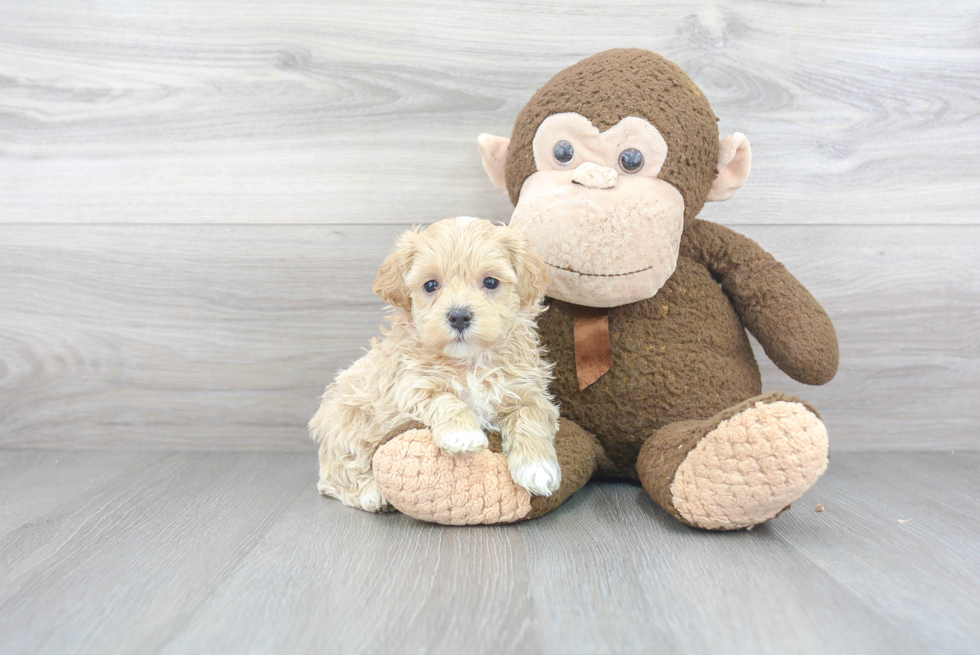 Smart Maltipoo Poodle Mix Pup