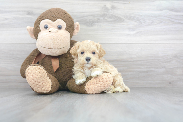 Maltipoo Pup Being Cute