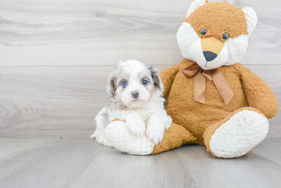 Fluffy Maltipoo Poodle Mix Pup