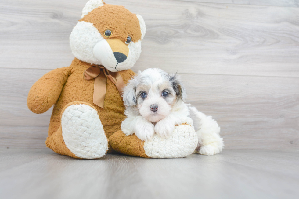 Energetic Maltese Poodle Poodle Mix Puppy