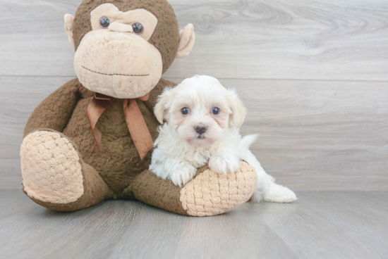 Maltipoo Pup Being Cute