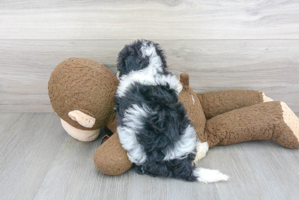 Playful Maltese Poodle Poodle Mix Puppy