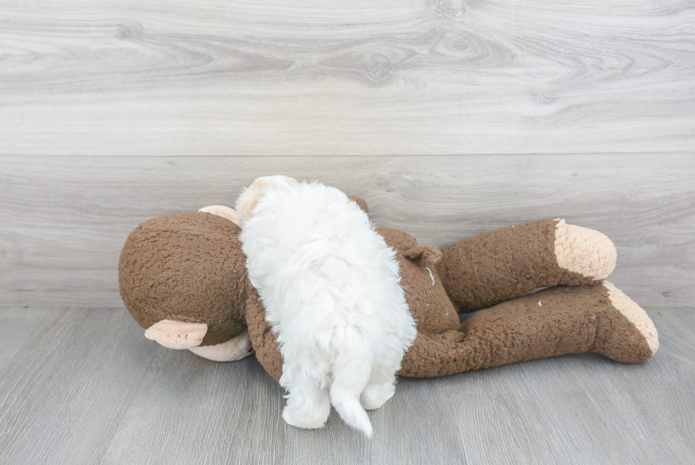 Smart Maltipoo Poodle Mix Pup