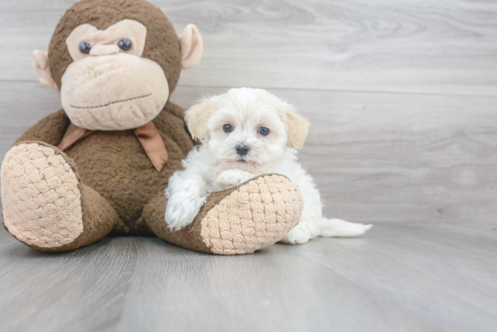 Hypoallergenic Maltepoo Poodle Mix Puppy