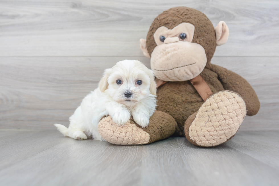 Maltipoo Puppy for Adoption