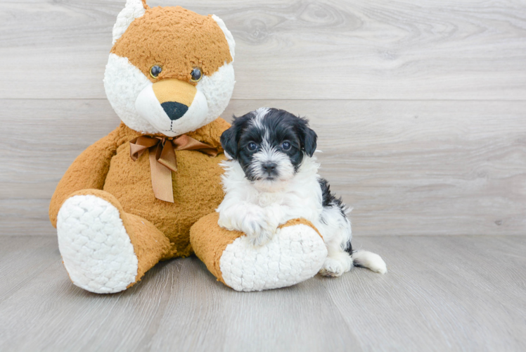Maltipoo Pup Being Cute