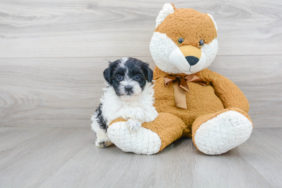 Cute Maltepoo Poodle Mix Puppy