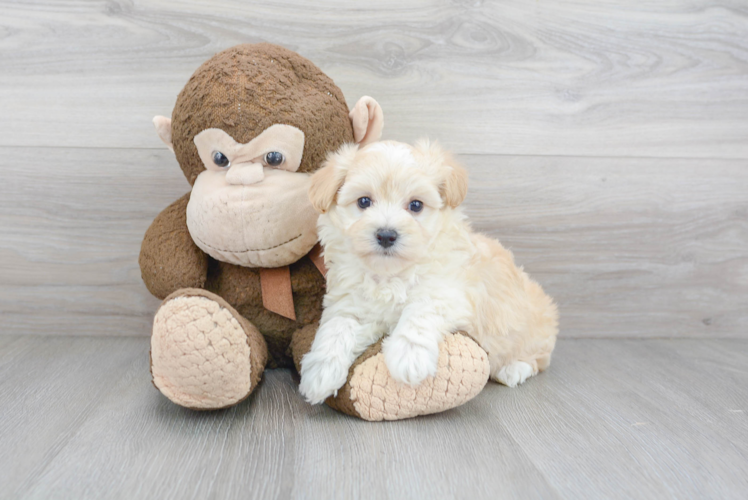 Maltipoo Puppy for Adoption