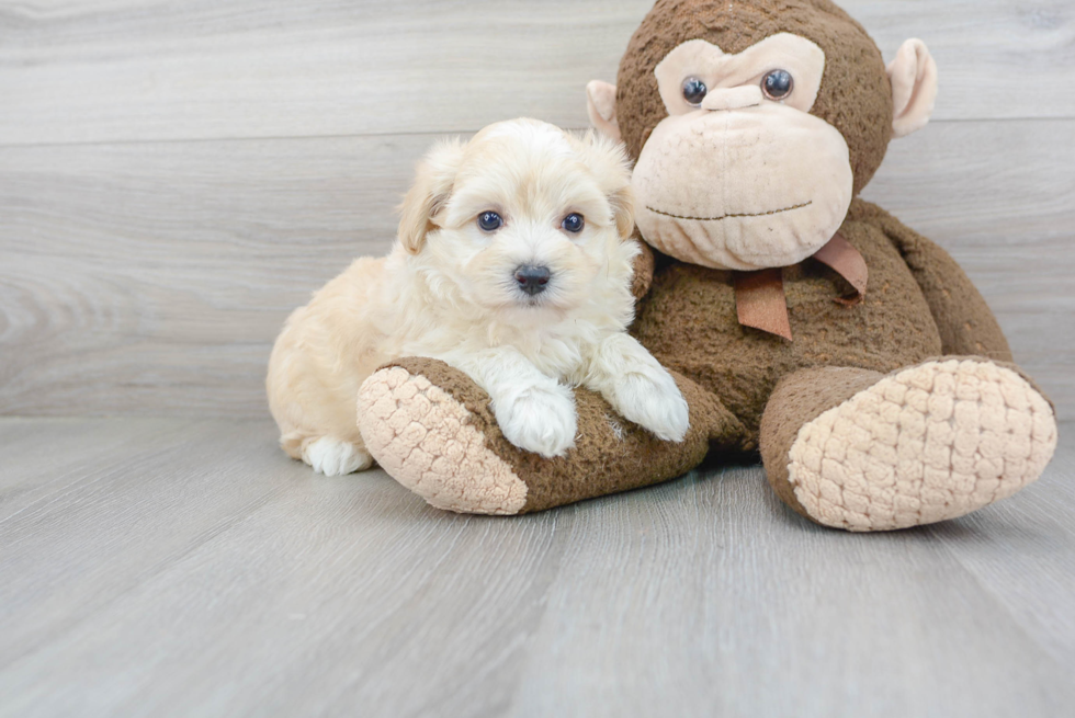 Maltipoo Puppy for Adoption