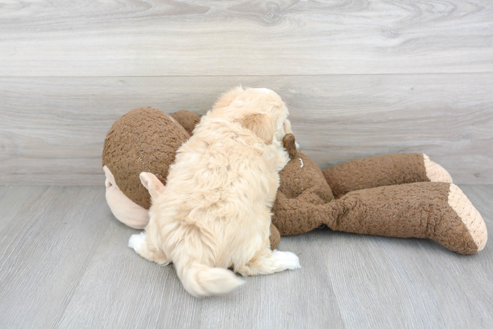 Little Maltese Poodle Poodle Mix Puppy