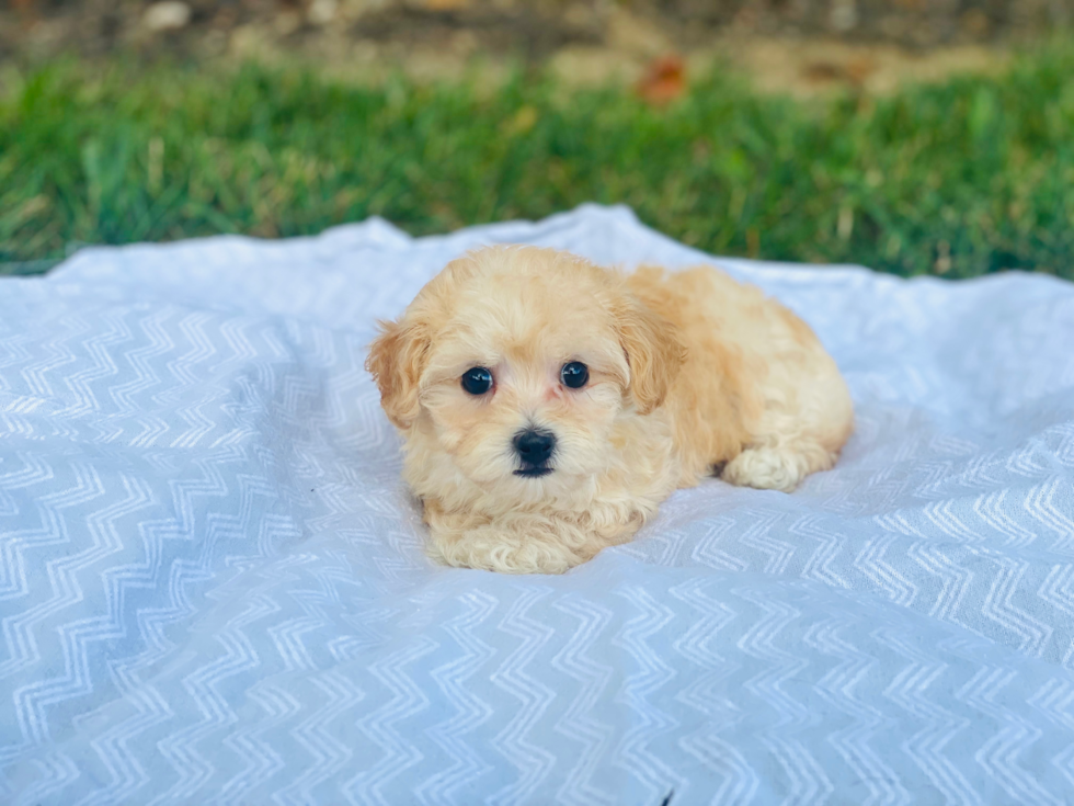 Cute Maltipoo Baby