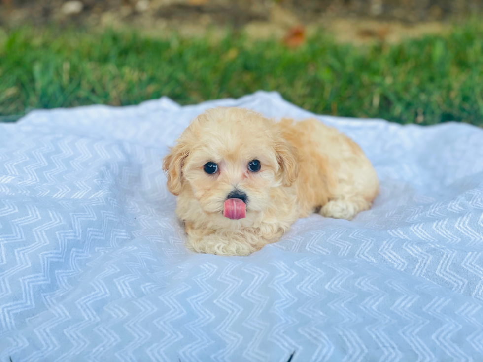 Smart Maltipoo Poodle Mix Pup