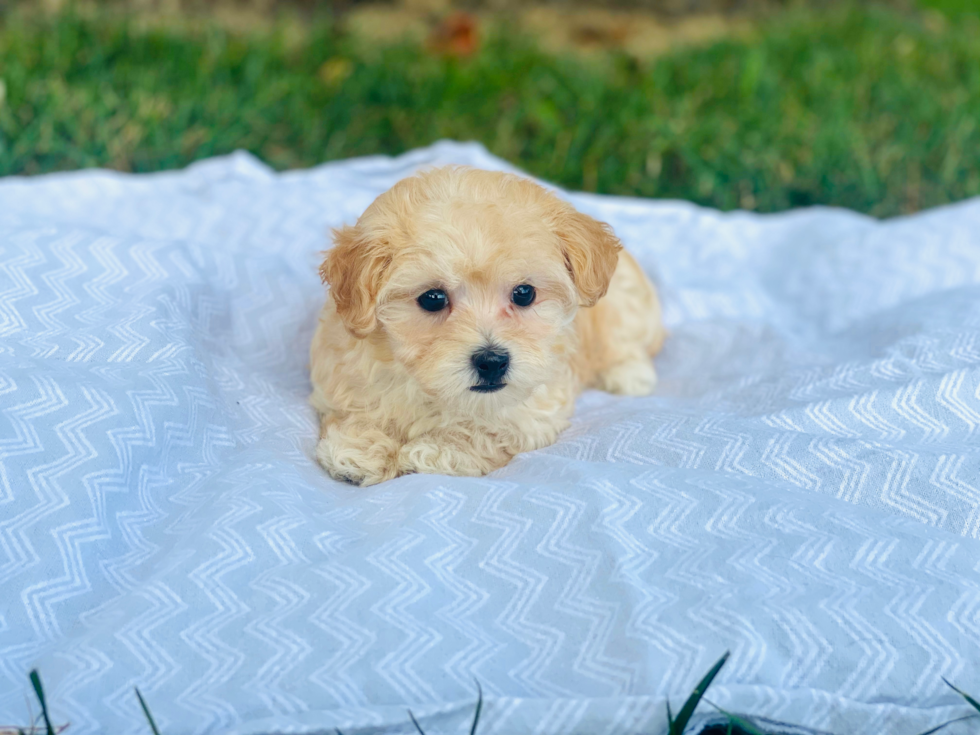 Best Maltipoo Baby