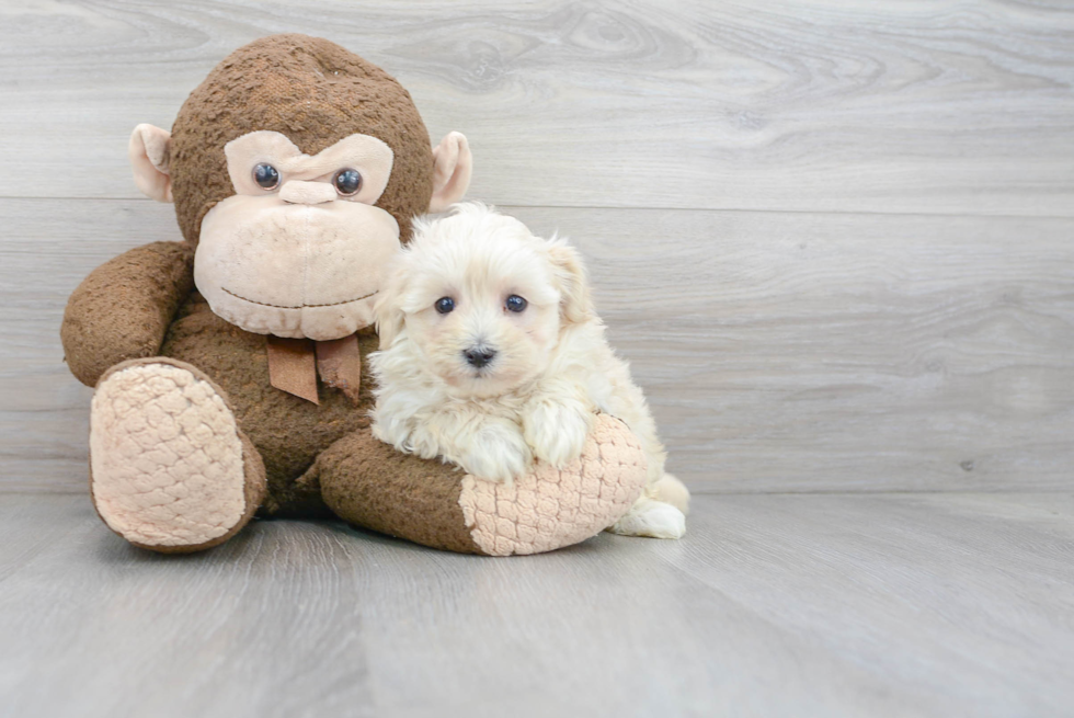 Playful Maltese Poodle Poodle Mix Puppy