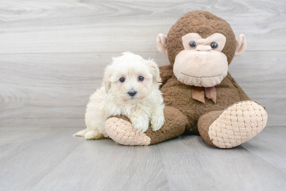 Fluffy Maltipoo Poodle Mix Pup