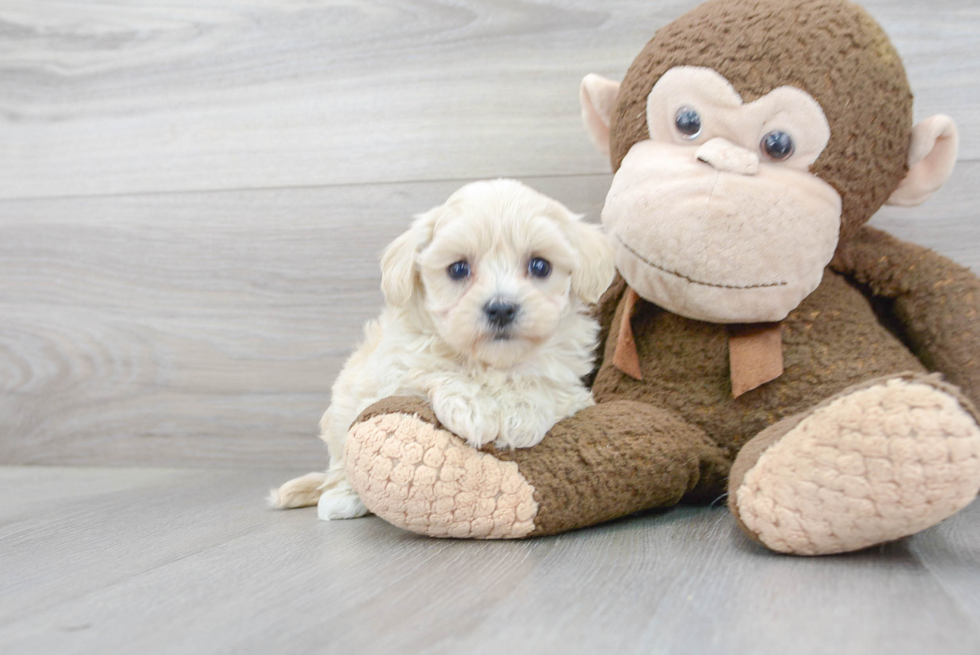 Hypoallergenic Maltepoo Poodle Mix Puppy