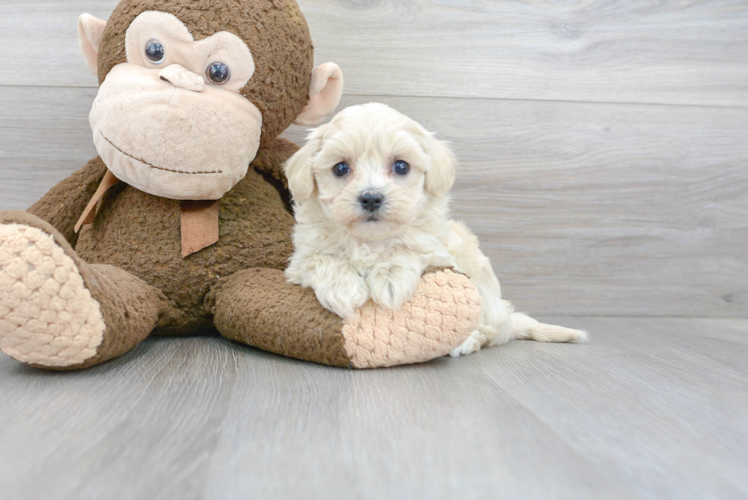 Smart Maltipoo Poodle Mix Pup