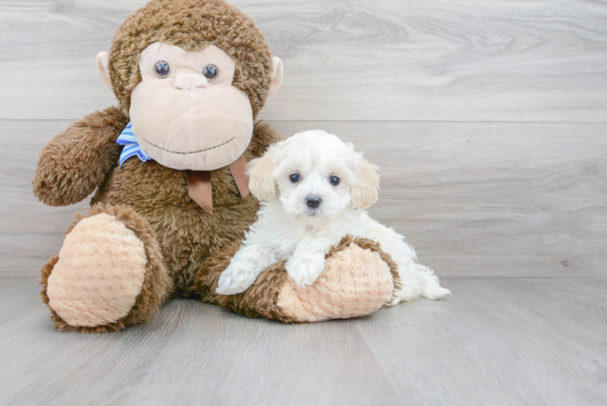 Maltipoo Pup Being Cute