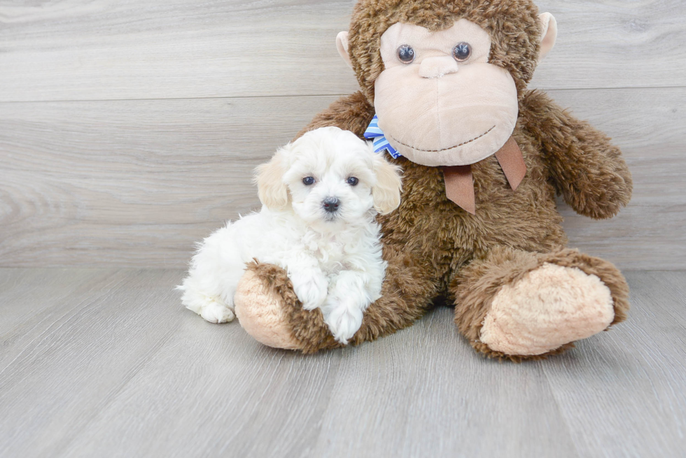 Maltipoo Puppy for Adoption