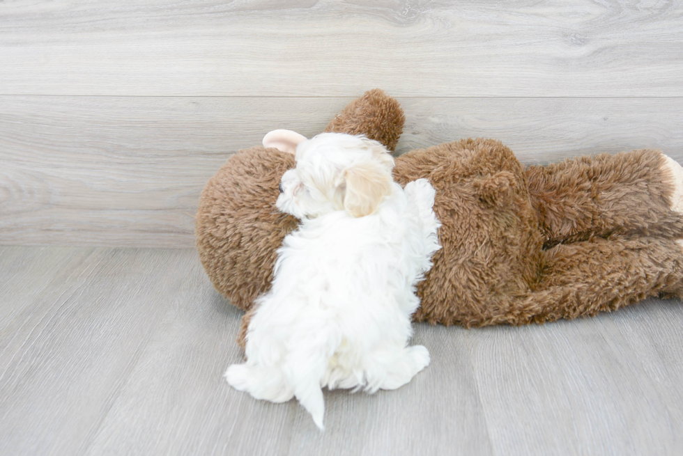 Adorable Maltepoo Poodle Mix Puppy