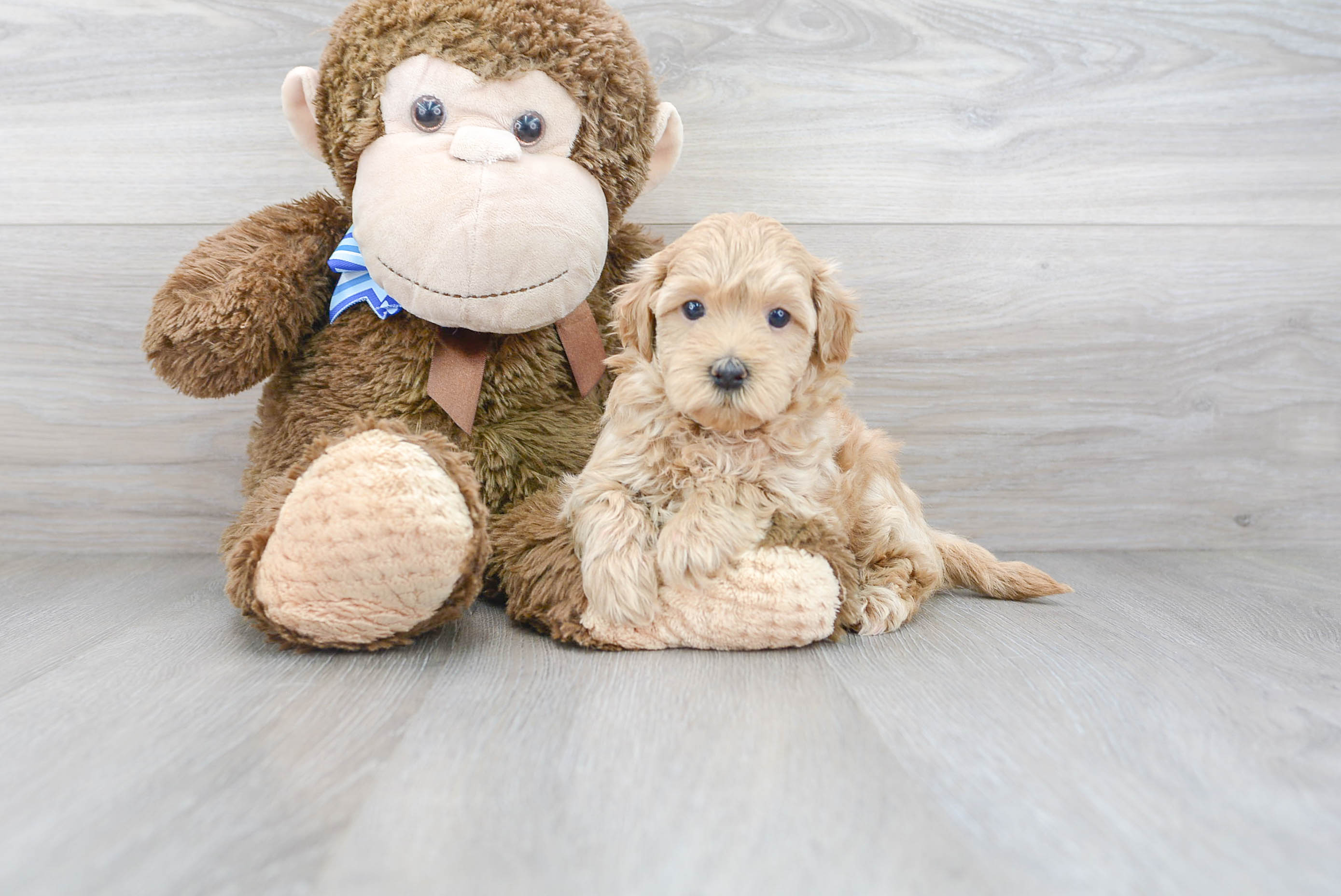 Sweet Maltipoo Baby