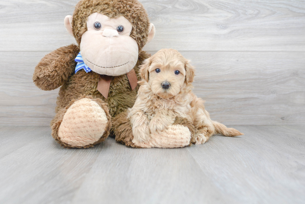 Sweet Maltipoo Baby