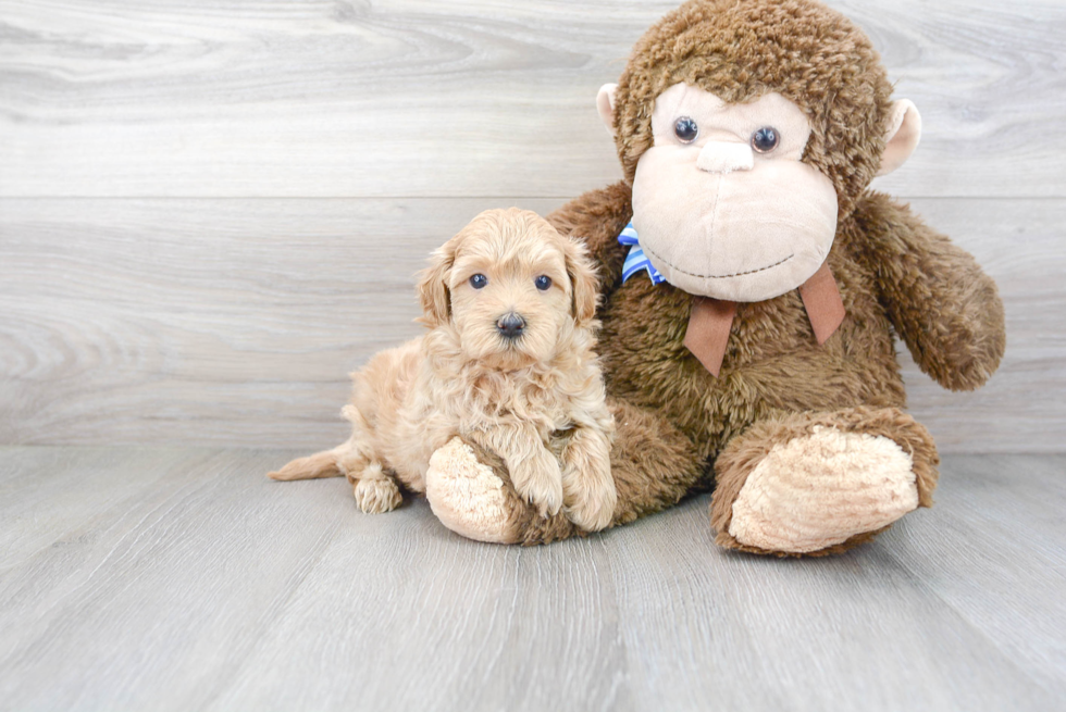 Smart Maltipoo Poodle Mix Pup