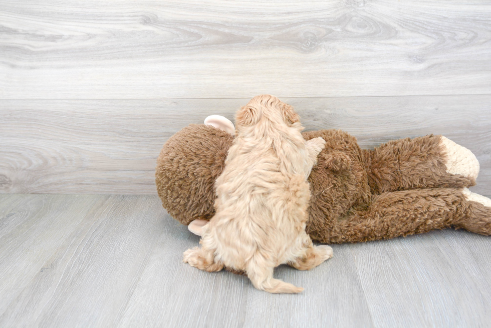 Fluffy Maltipoo Poodle Mix Pup