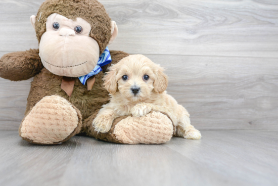 Maltipoo Pup Being Cute