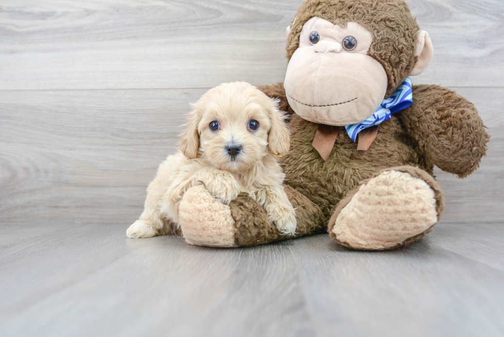 Playful Maltese Poodle Poodle Mix Puppy