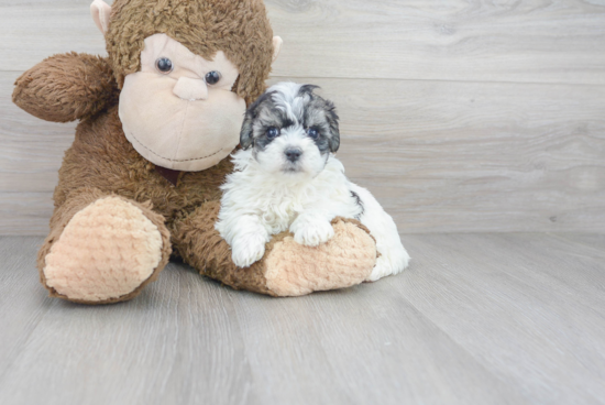 Maltipoo Puppy for Adoption