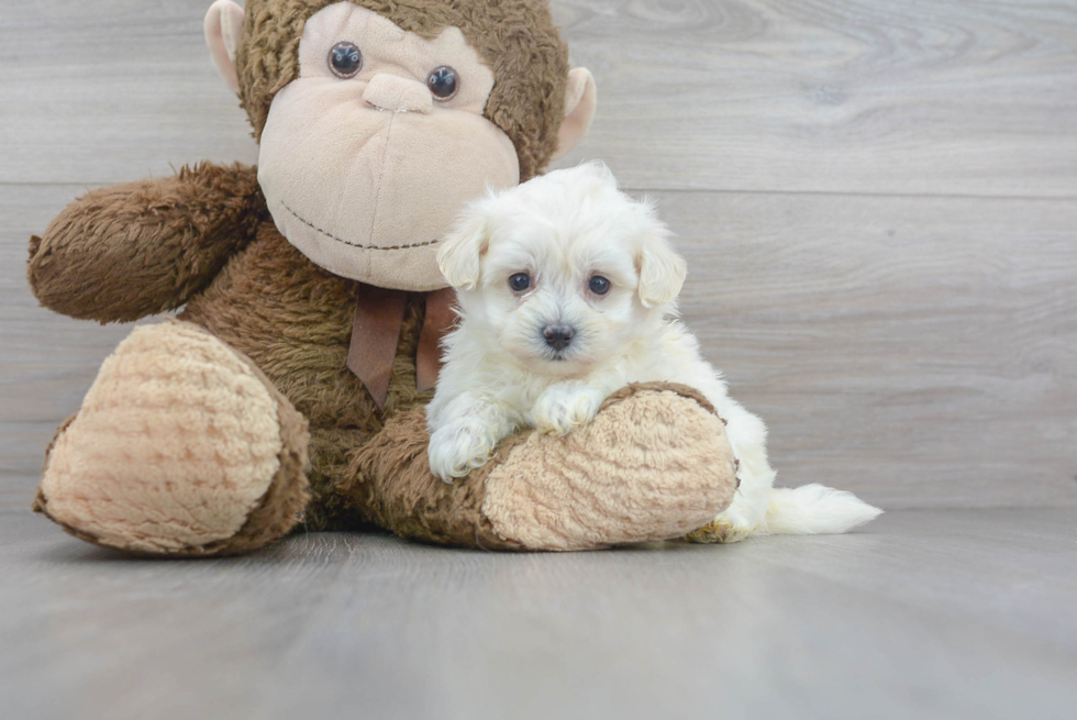 Best Maltipoo Baby